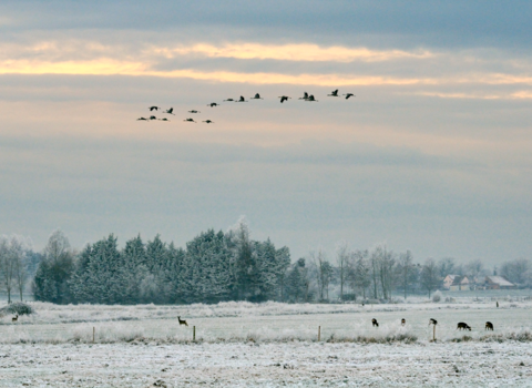winter scene