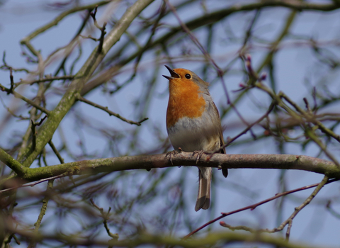 Robin sitting on branch singing 
