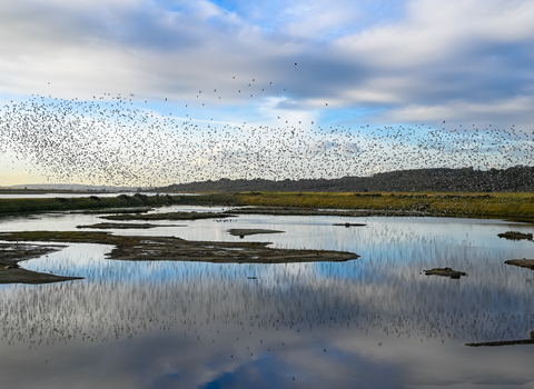 A flock of thousands of birds over the lagoon at Two Tree Island