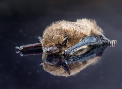 Soprano Pipistrelle Bat