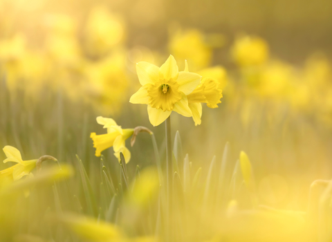 Daffodils - Photo Jon Hawkins