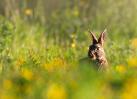 Hanningfield Spring Trail