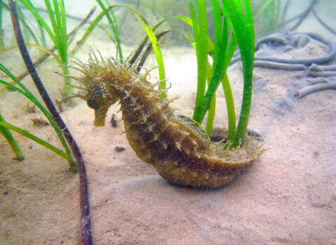 Spiny seahorse among the seagrass on the seabed.