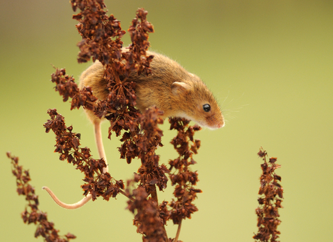 Harvest Mouse - Photo: Amy Lewis