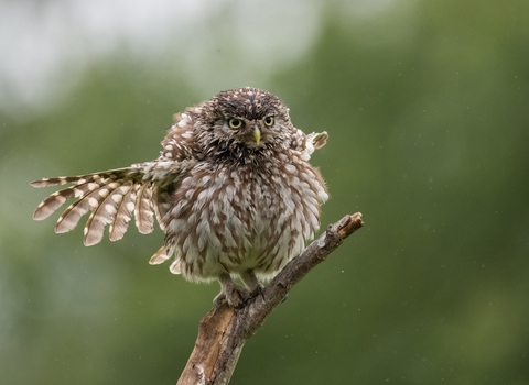 Little owls 'rainbathing' Claire Norman