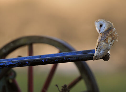 Barn Owl - Photo: Andy Rouse 2020VISION