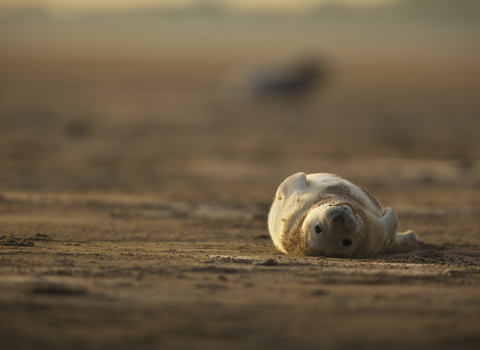 Grey Seal - Photo: Neil Aldridge