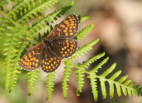 Heath fritillary - photo: Jim Higham