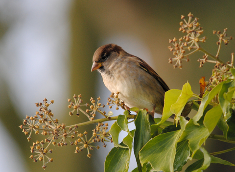 House sparrows sits on top of ivy