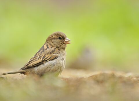 A female house sparrow