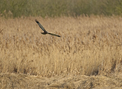 Bird flying over the Great Fen
