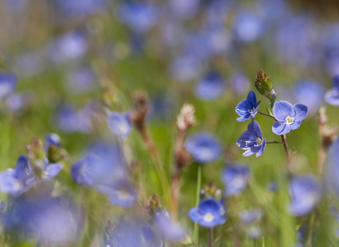 Blue wildflowers 