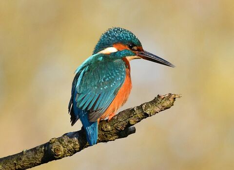 Kingfisher