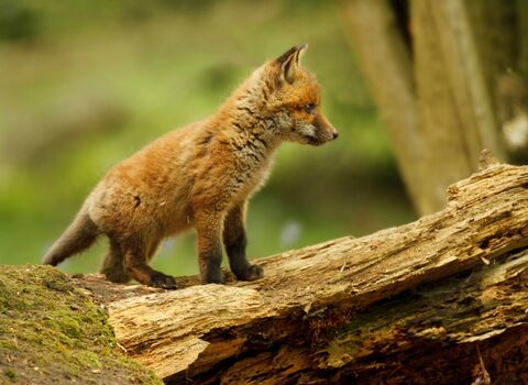 Baby fox