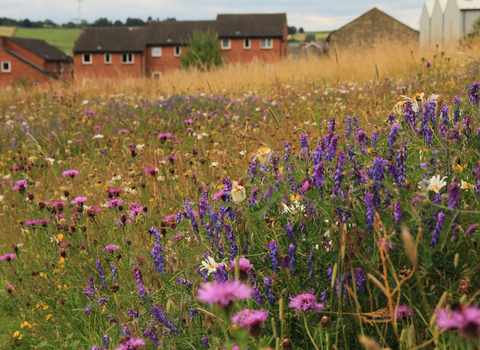 Wildflower meadow in front of housing estate.