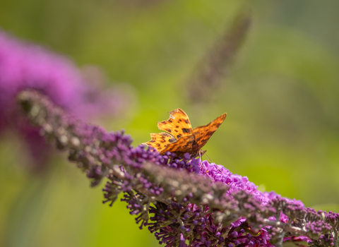 A comma butterfly sits on a purple flower