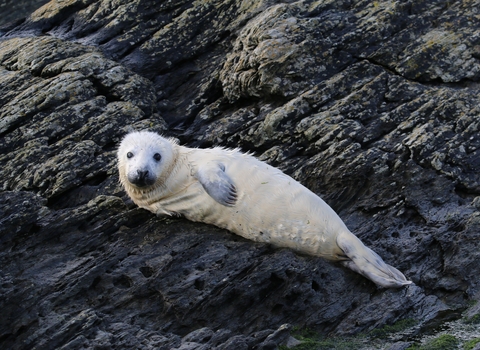 Seal pup stares at the camera while laying on a rock.