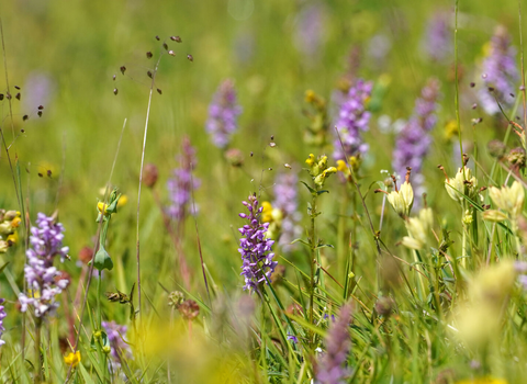 Common orchids