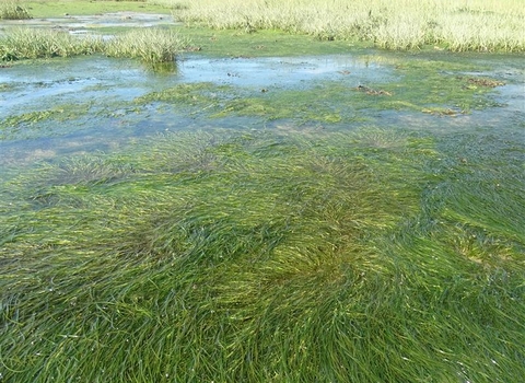 Seagrass 