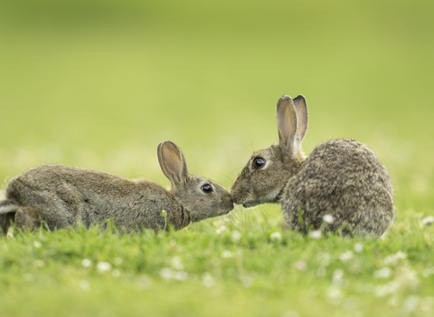 Rabbits touching nose in grass. 