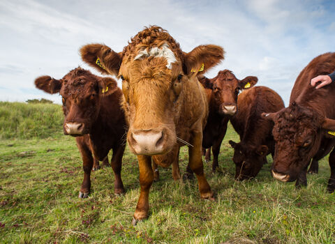 Close up shot of a herd of cows grazing on a nature reserve.