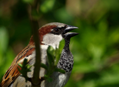 A house sparrow male sits within green leaves.