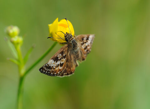 Brown butterfly on yellow flower.