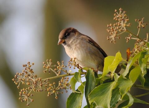 A house sparrow sitting in an ivy bush looking down.