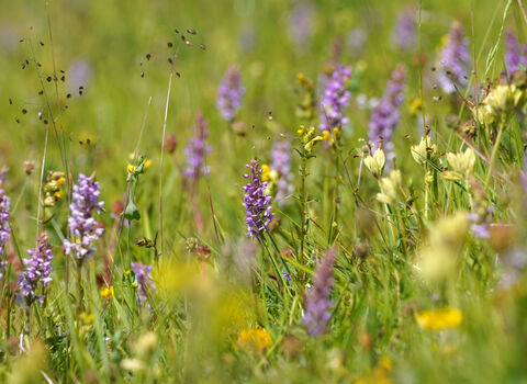 Field of common spotted orchids which are purple amongst the green grass.
