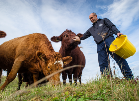 Two grazing cows are pictured with a member of Wildlife Trust staff in navy clothing stands next to them holding a yellow bucket. 