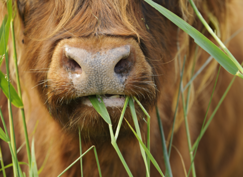 Close up photo of a highland cow eating a blade of grass, mainly with the cow's nose in focus and blade of grass inside mouth.