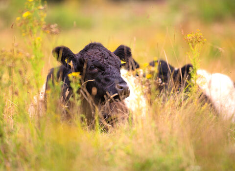 Two belted galloway cows laying down in a wild grassland, hidden behind the tall grasses