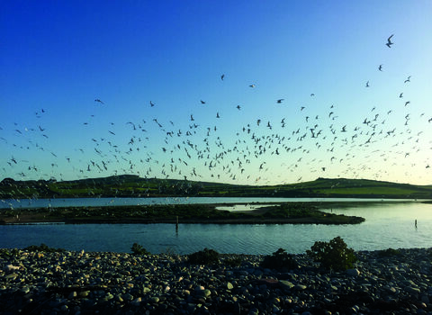 A wide coastal scene at dusk showing a large flock of terns flying above a bay, with calm water, pebble-covered shore in the foreground, and low green hills in the distance under a clear blue sky.