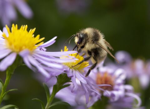 Shrill Carder Bee (Bombus sylvarum)