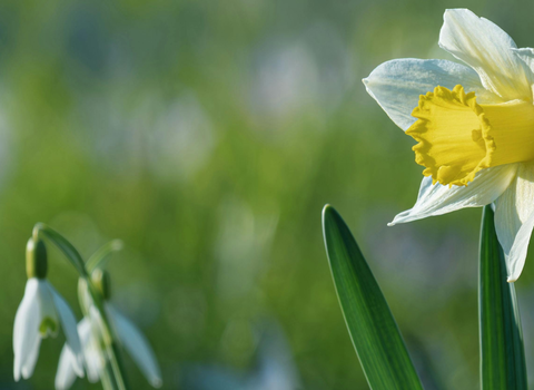 Daffodil in field 