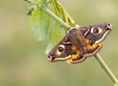 An emperor hawk moth with wings spread perched on a green stalk. 
