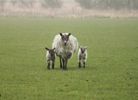 Sheep with two lambs either side on a nature reserve