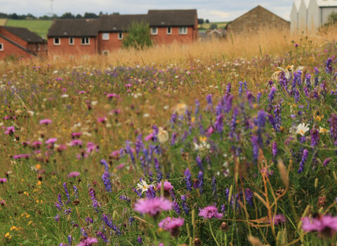 Wildflower meadow housing estate