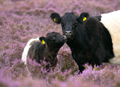 Calf and cow in heather field. 