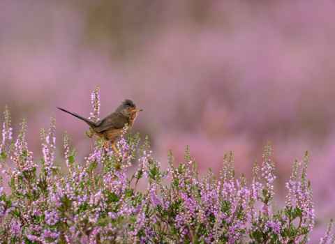 Dartford warbler perched upon heather with a blurred pink background.