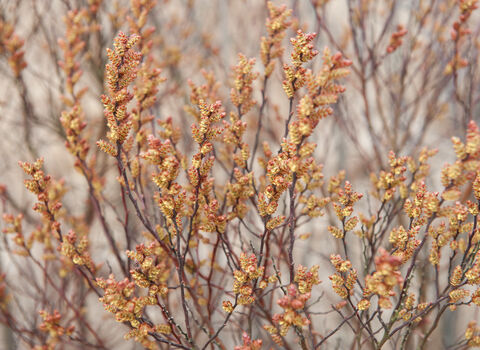 Stalks of bog myrtle, with clusters of yellowish-brown catkins