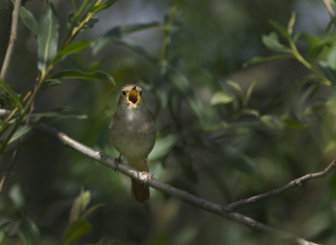 Nightingale with beak open singing perched on a branch