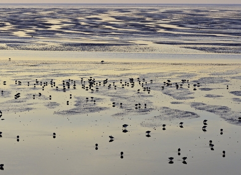 redshank feeding 