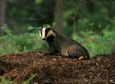 Badger - Jon Hawkins / Surry Hills Photography