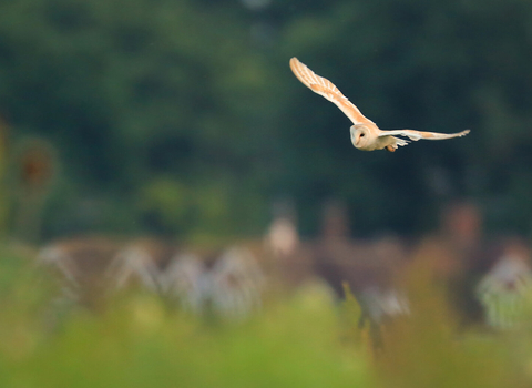 Barn owl flying across a field in the distance
