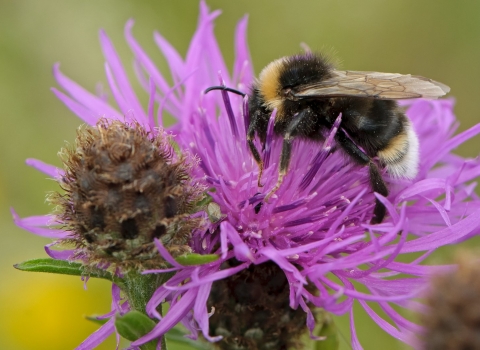 Vestal/Southern cuckoo bee