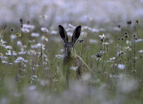 Brown Hare