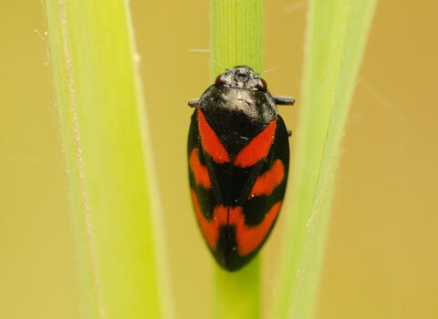 A red-and-black froghopper clinging to a grass stem. It's an oval-shaped bug thats mostly black with red patches on its back