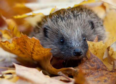 Hedgehog in autumn leaves