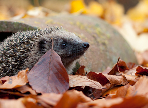 Hedgehog